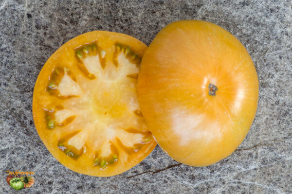 CHEROKEE TIGER ORANGE DWARF - Image 5