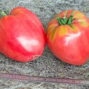 MAMA ALLA