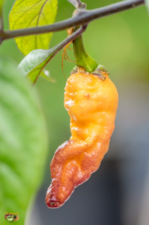 peachgum tiger v3 21 septembre 2018 2