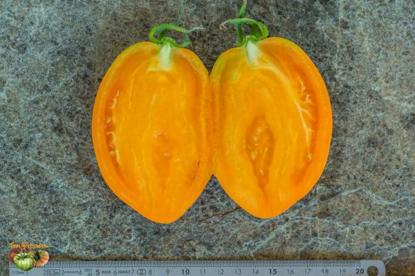 PERZEVIDNIY ORANGEVIY - Image 6