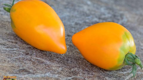 PERZEVIDNIY ORANGEVIY