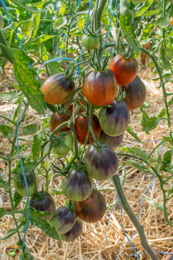BLUE PEAR - SINYAYA GRUSHA - Синяя Груша - Image 8
