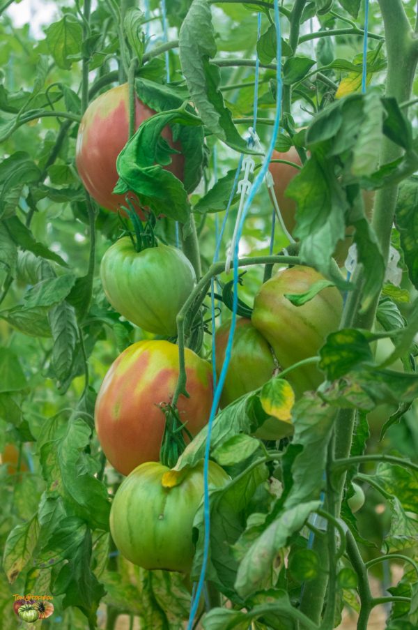 MARGARETO  - МАРГАРЕТО - Image 7