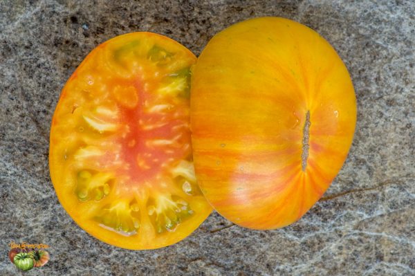 ORANGE ZEBRA - Image 9