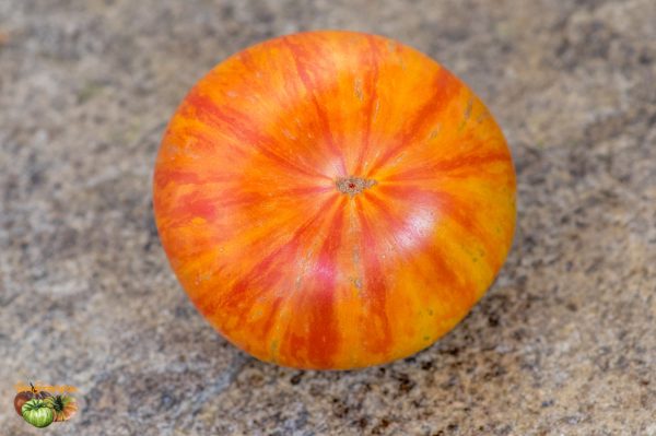 ORANGE ZEBRA