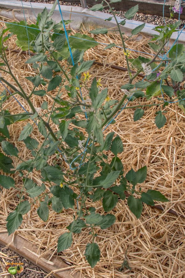 PAULINA'SECRET - Image 7