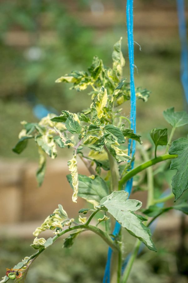 VARIEGATED - Image 7