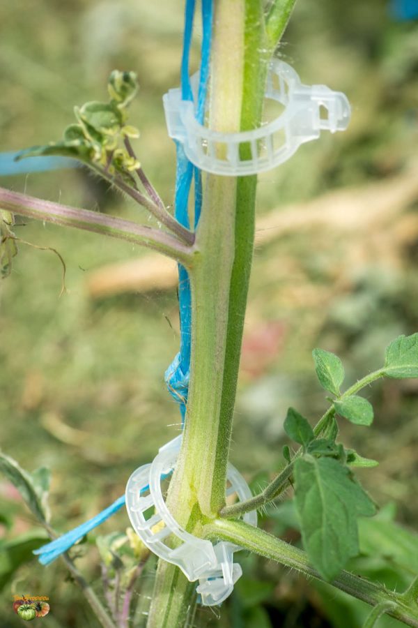 VARIEGATED - Image 6