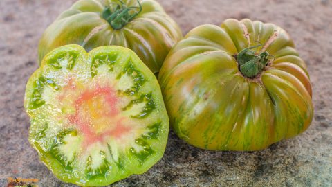 ANANAS ZEBRA VERTE -GREEN ZEBRA PINEAPPLE