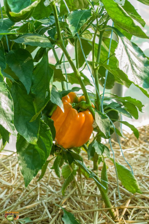 ARIANE ORANGE - Image 7