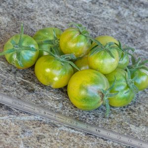 AUNT  RUBY'S GERMAN GREEN CHERRY