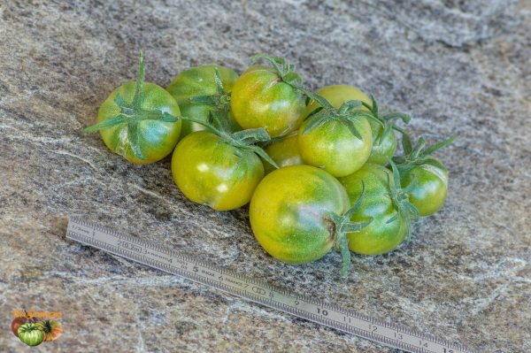 AUNT  RUBY'S GERMAN GREEN CHERRY