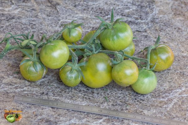 AUNT  RUBY'S GERMAN GREEN CHERRY - Image 3