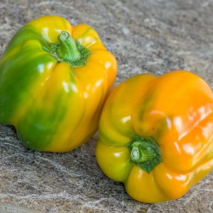 CORAL BELL SWEET PEPPER