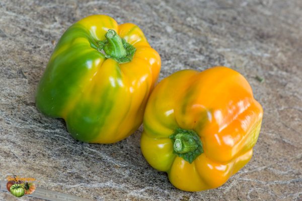 CORAL BELL SWEET PEPPER