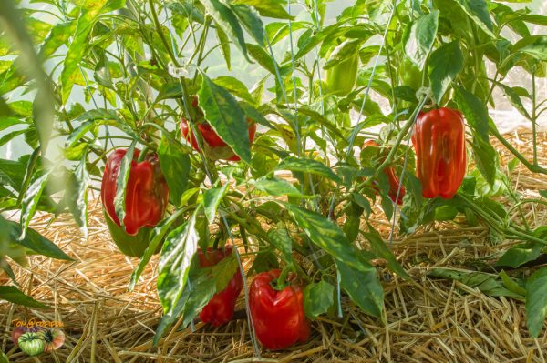DIAMOND PEPPER - Image 7