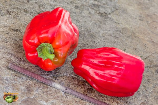 DIAMOND PEPPER - Image 3