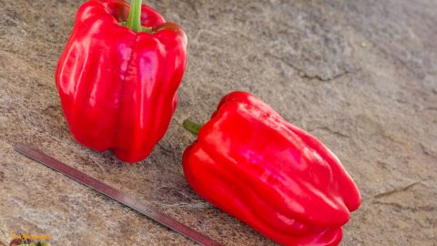 DIAMOND PEPPER