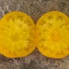 DWARF JASMINE YELLOW - Image 5