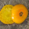 DWARF JASMINE YELLOW - Image 6