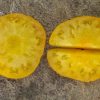 DWARF JASMINE YELLOW - Image 7