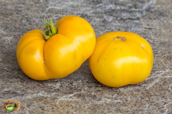 KAZAKHSTAN  YELLOW - KAZAHSTANSKIJ ZHYOLTYJ - Image 3