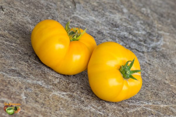 KAZAKHSTAN  YELLOW - KAZAHSTANSKIJ ZHYOLTYJ