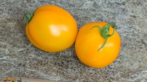 MANDARIN CROSS