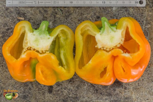 ORANGE BELL - Image 6