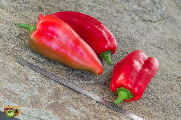 ROSSO DUEMILA - Image 3