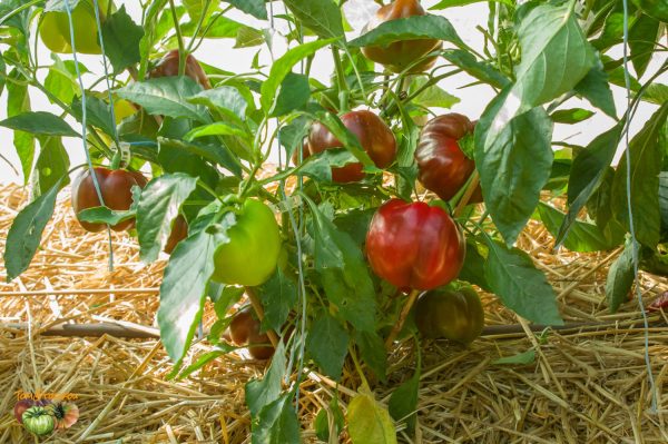SUPER RED PIEMENTO - Image 6