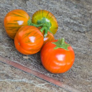 BRAZILIAN OVAL ORANGE