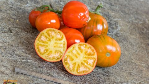 COOKSTOWN ORANGE