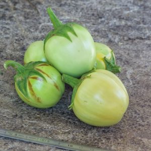DWARF LIME