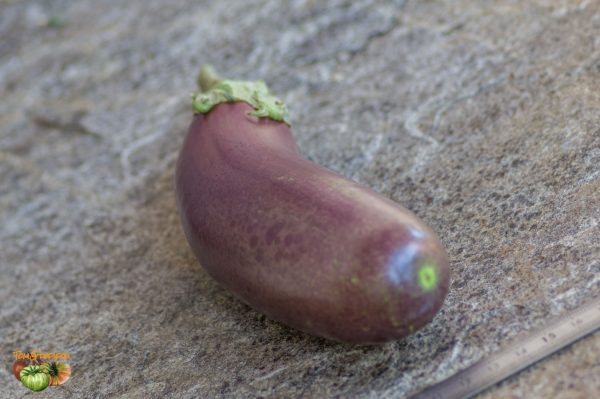 NAPLES LONG VIOLET - LONGUE VIOLETTE DE NAPLES - Image 4