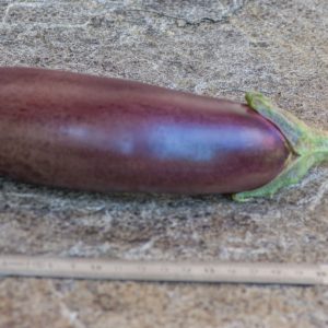 NAPLES LONG VIOLET - LONGUE VIOLETTE DE NAPLES