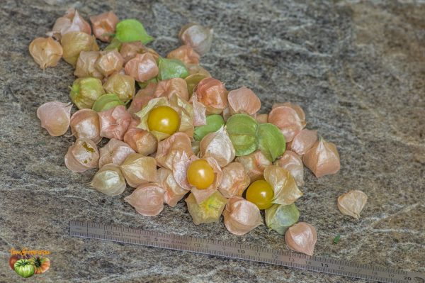 PHYSALIS - Image 3