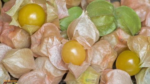 PHYSALIS