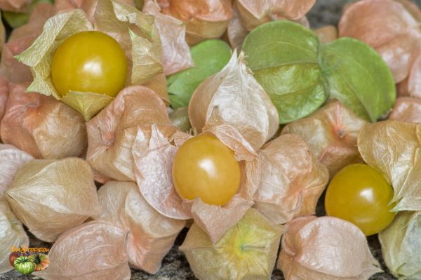 PHYSALIS