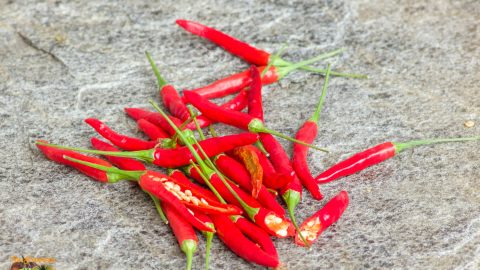 PIMENT OISEAU - BIRD CHILI