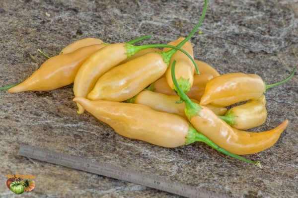 SUGAR RUSH PEACH HOT PEPPER - Image 4