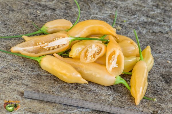 SUGAR RUSH PEACH HOT PEPPER