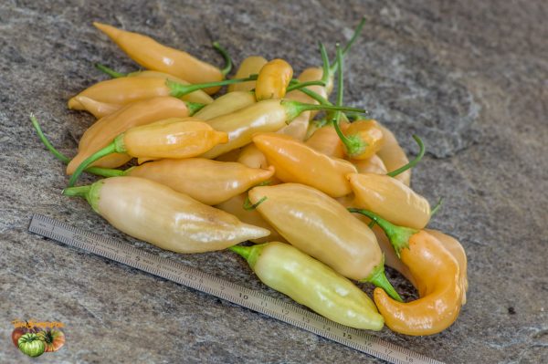 SUGAR RUSH PEACH HOT PEPPER - Image 3