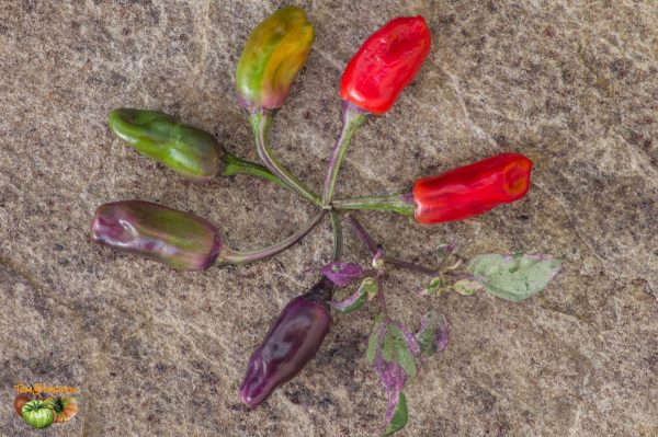TRICOLOR VARIEGATA - Image 4