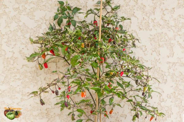 TRICOLOR VARIEGATA - Image 6