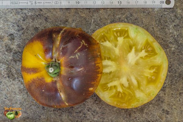 PURPURA RITS - Image 5