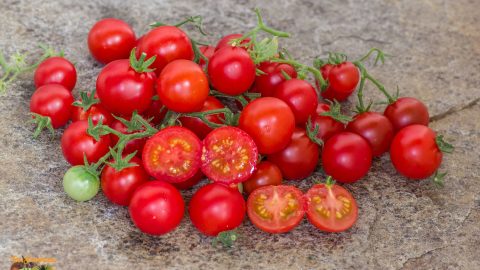 BALCONY RED