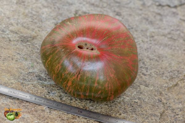 DOLO STRIPED - Image 5