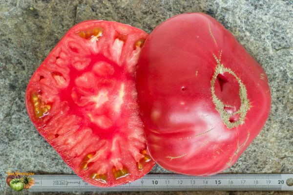 DR BURESH ITALIAN PINK - Image 8