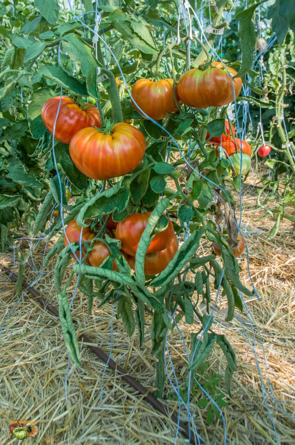 TEACHERS - LEHERTOMATE - Image 10